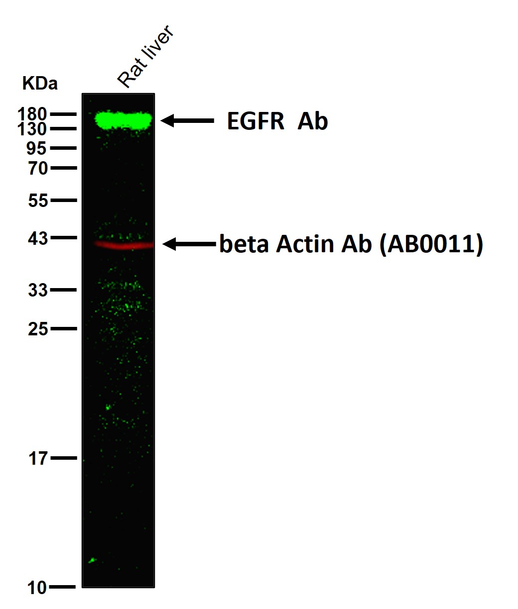 EGFR Ab