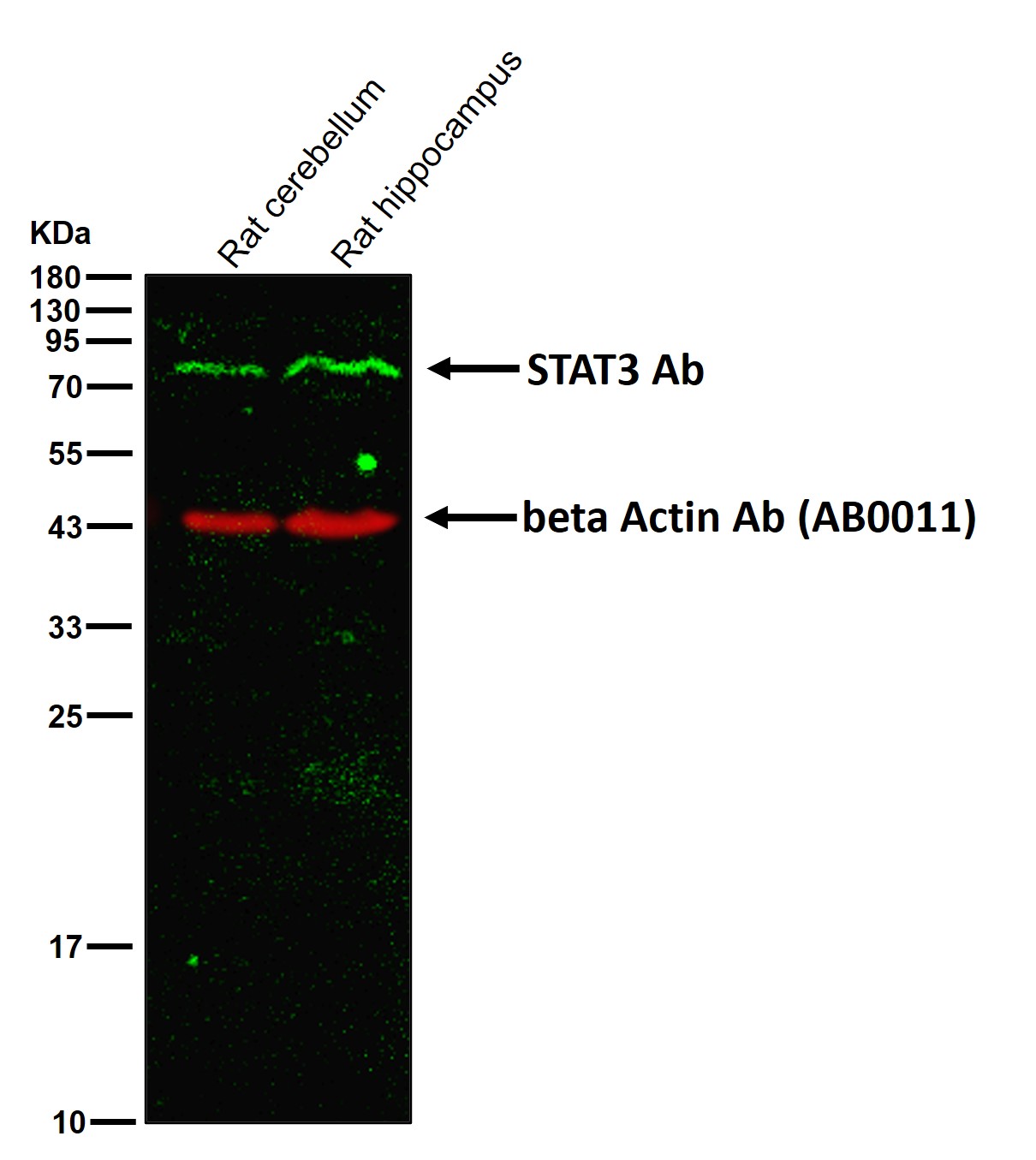 STAT3 Ab