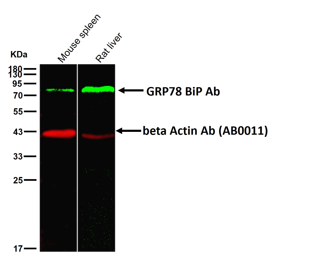 GRP78 BiP Ab