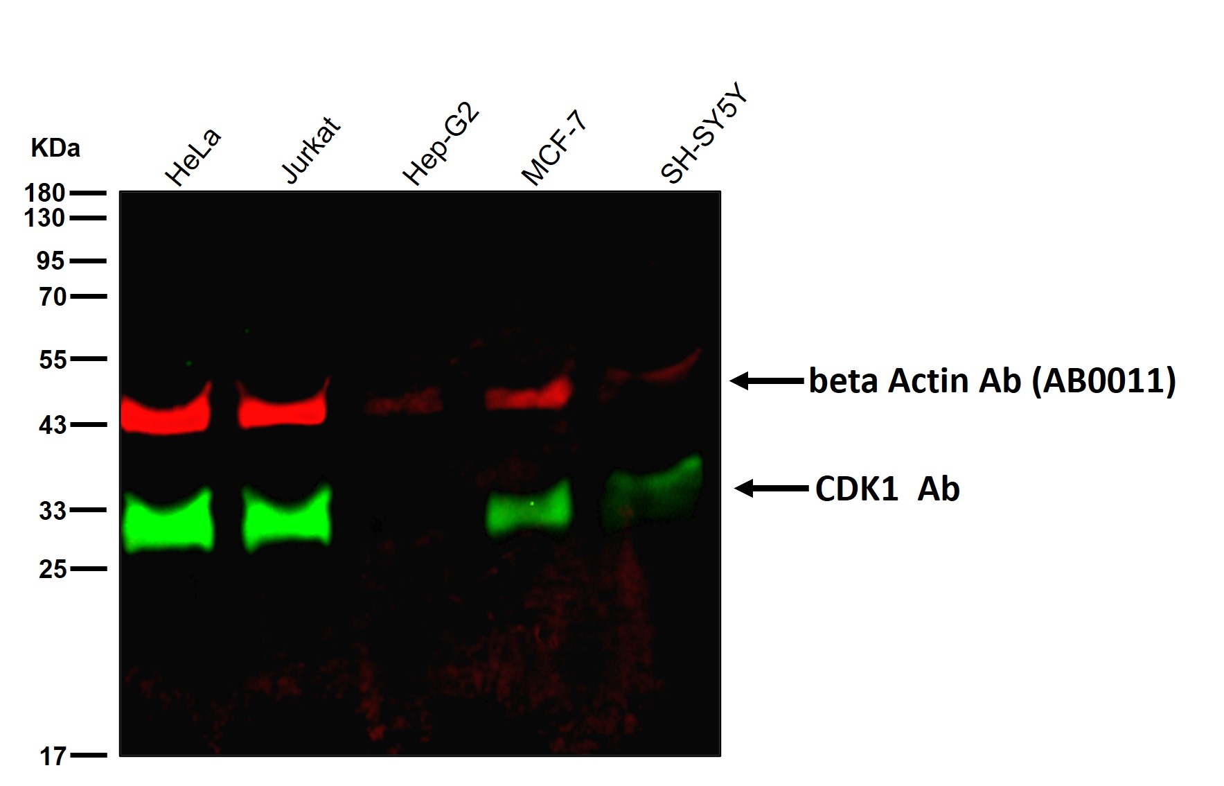 CDK1 Ab