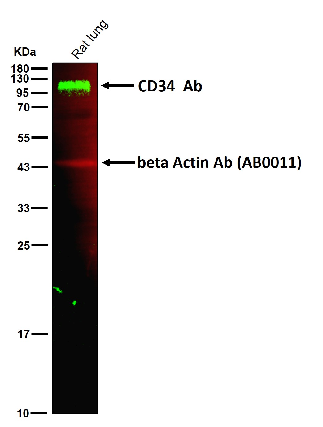 CD34 Ab