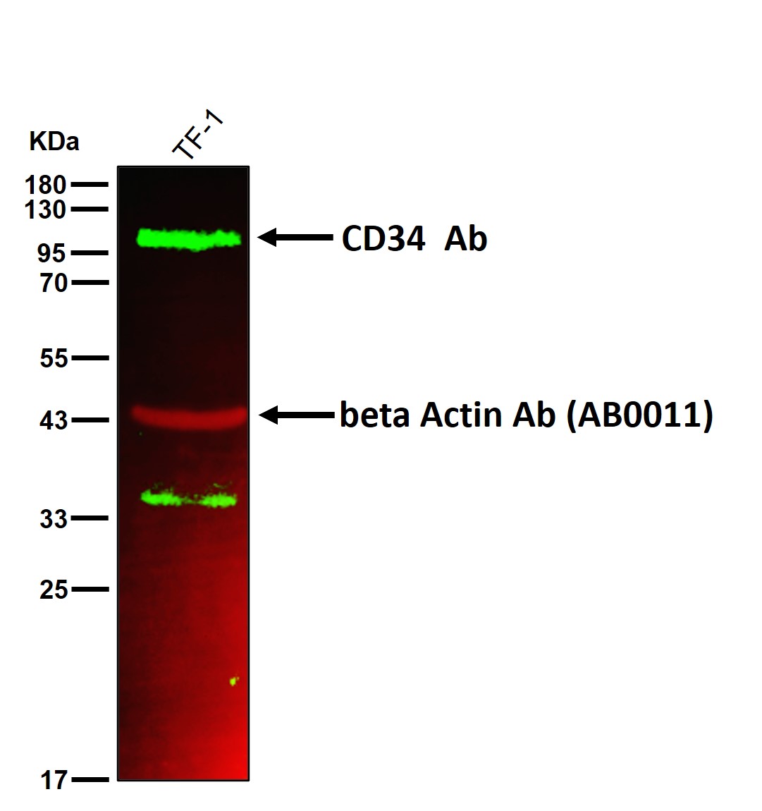 CD34 Ab