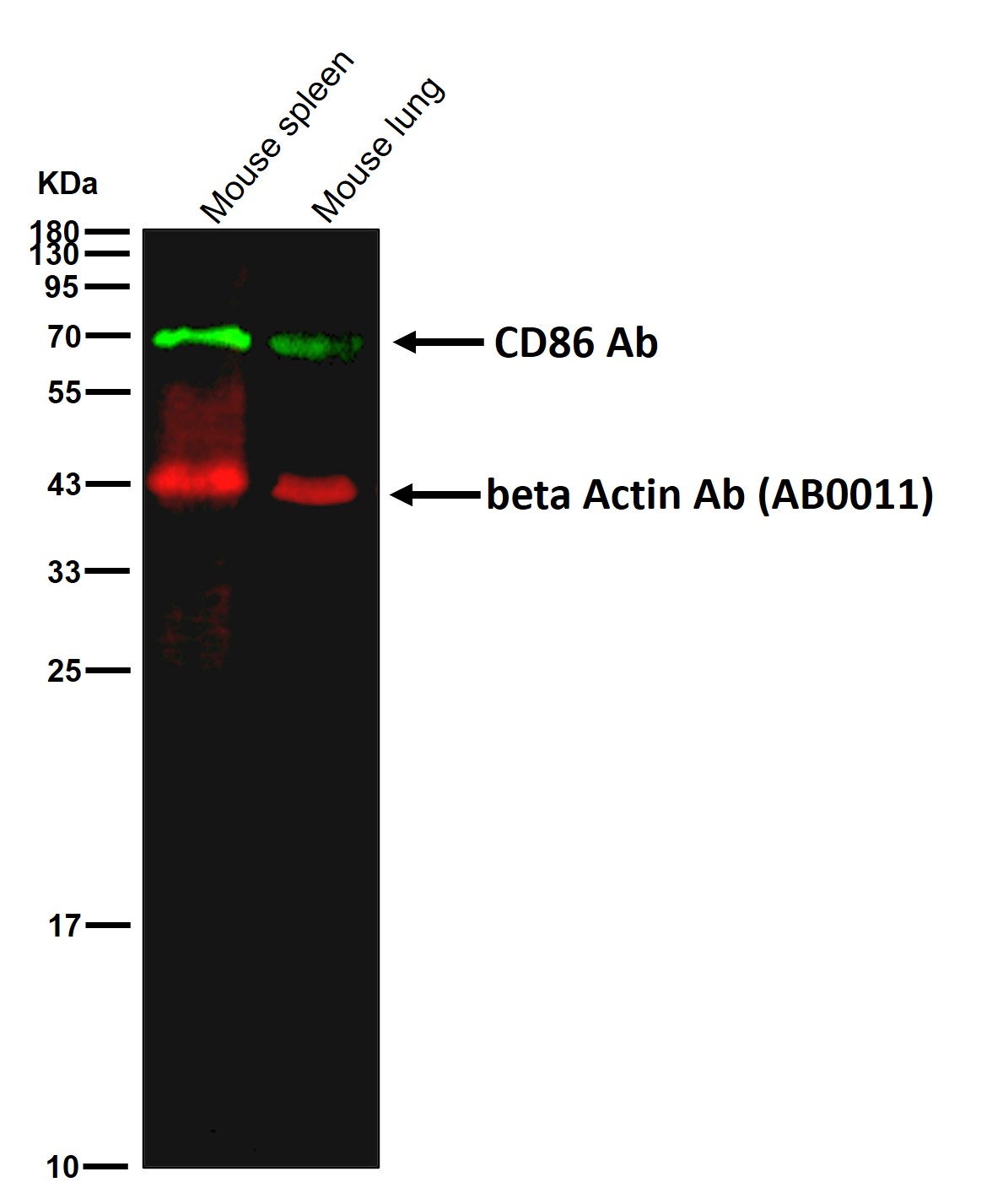 CD86 Ab