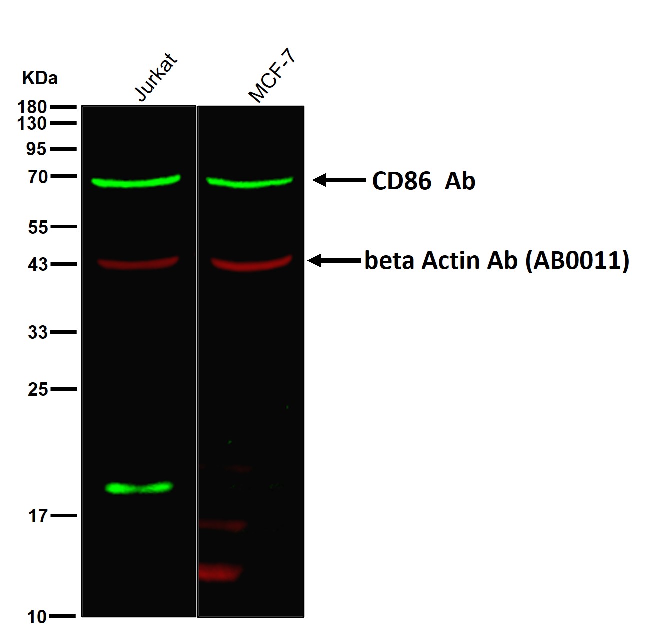 CD86 Ab