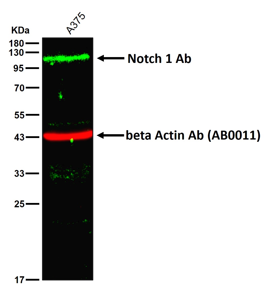 Notch 1 Ab