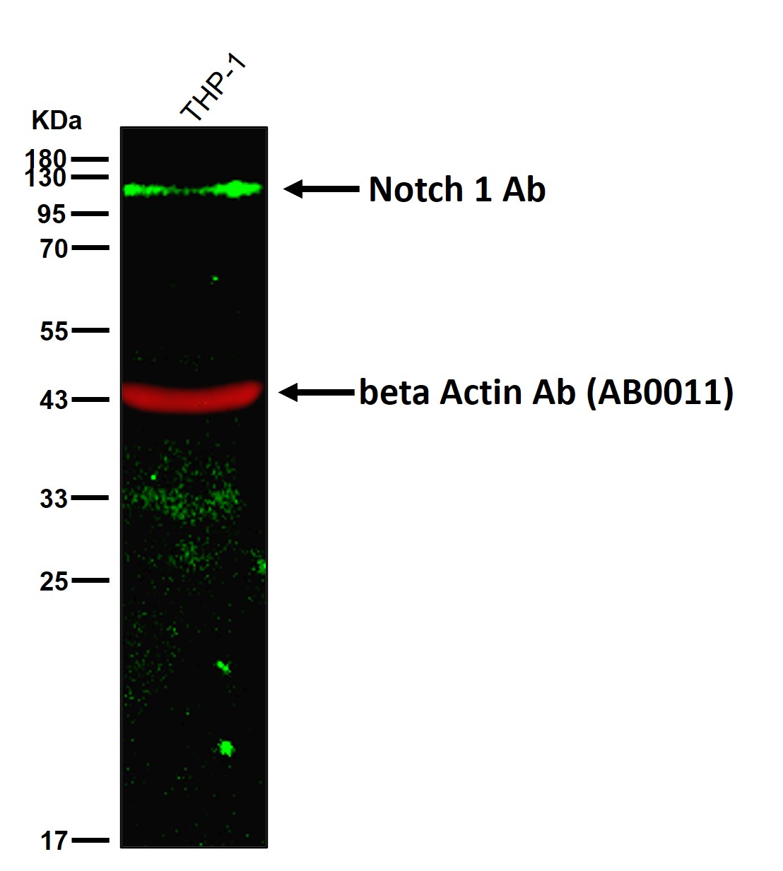 Notch 1 Ab