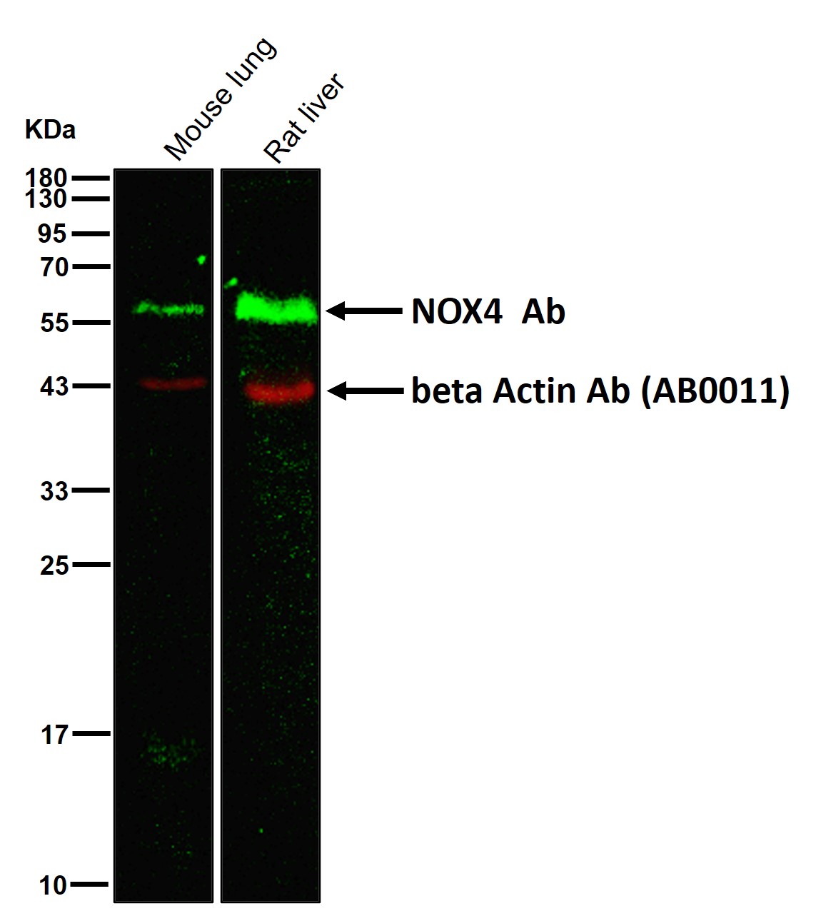 NOX4 Ab