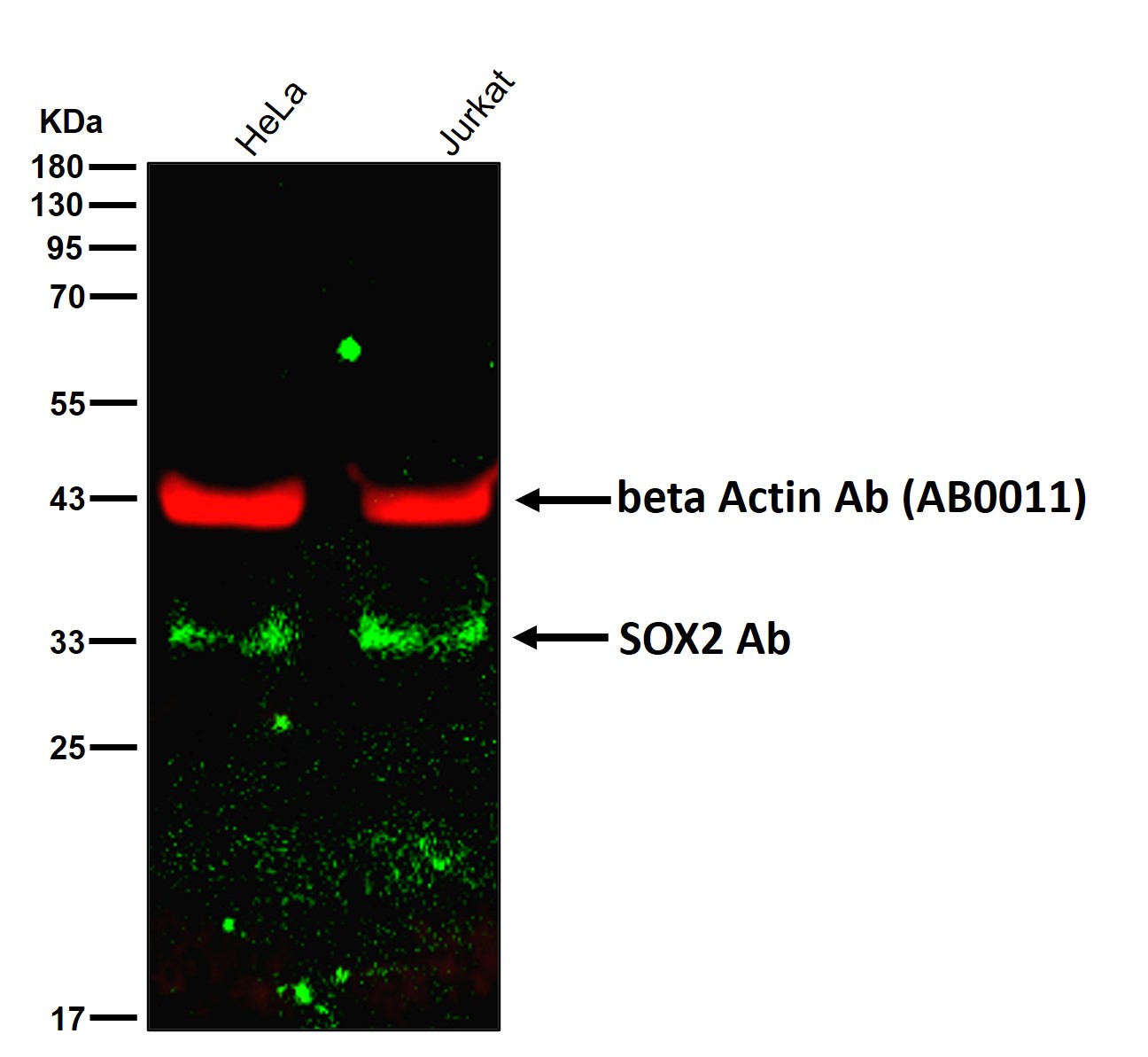 SOX2 Ab
