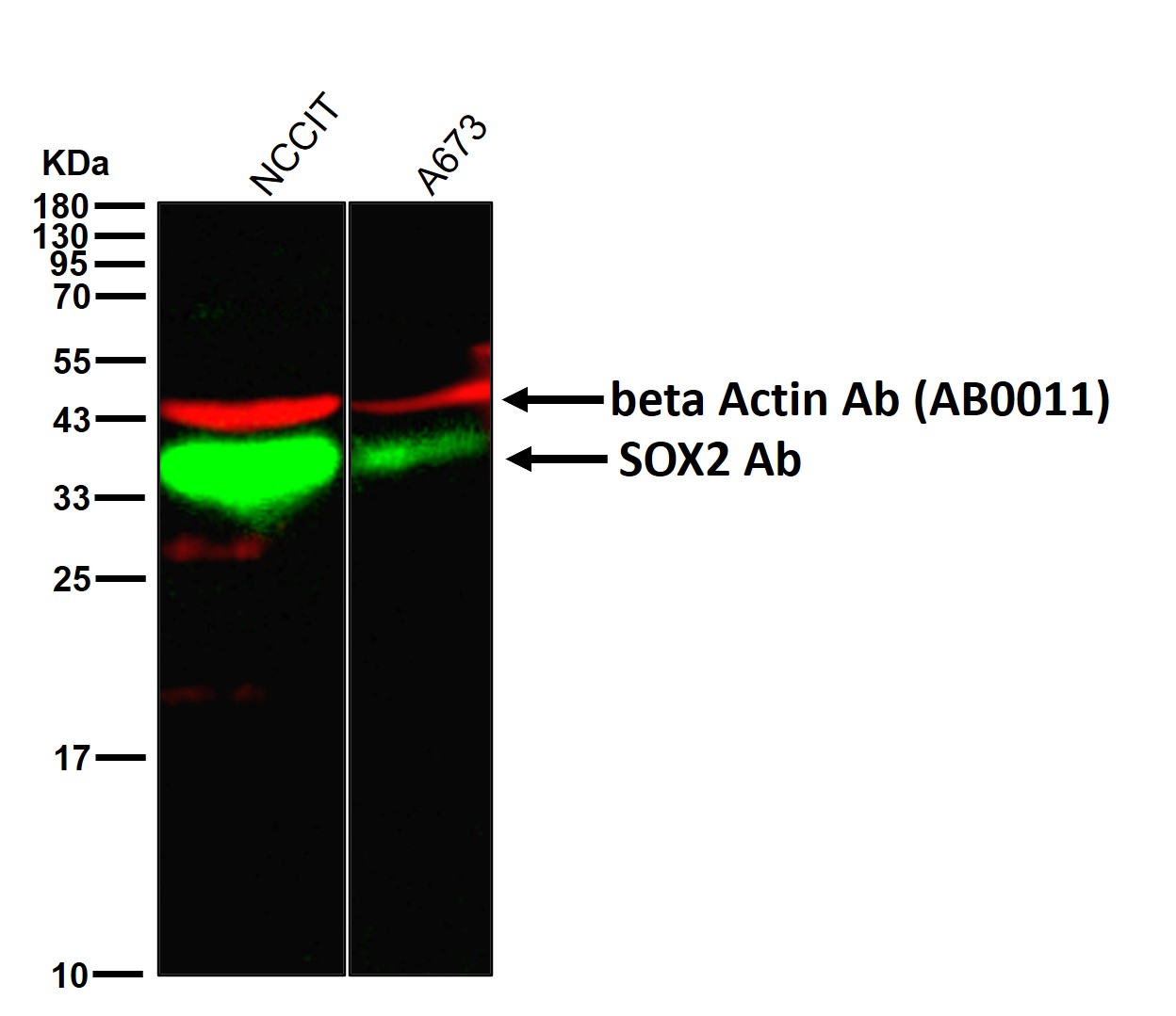 SOX2 Ab