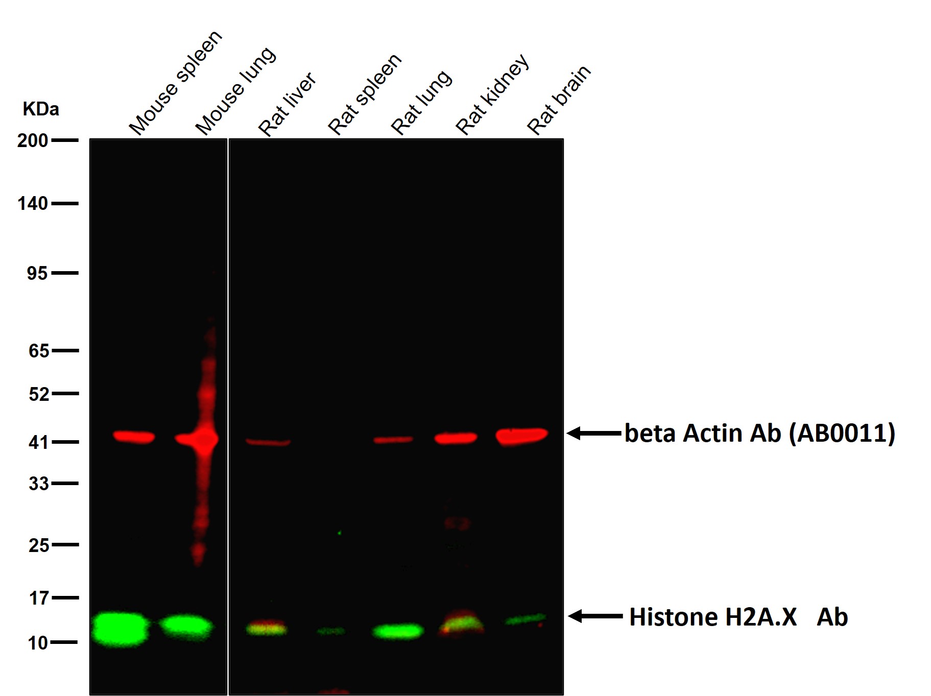 Histone H2A.X Ab