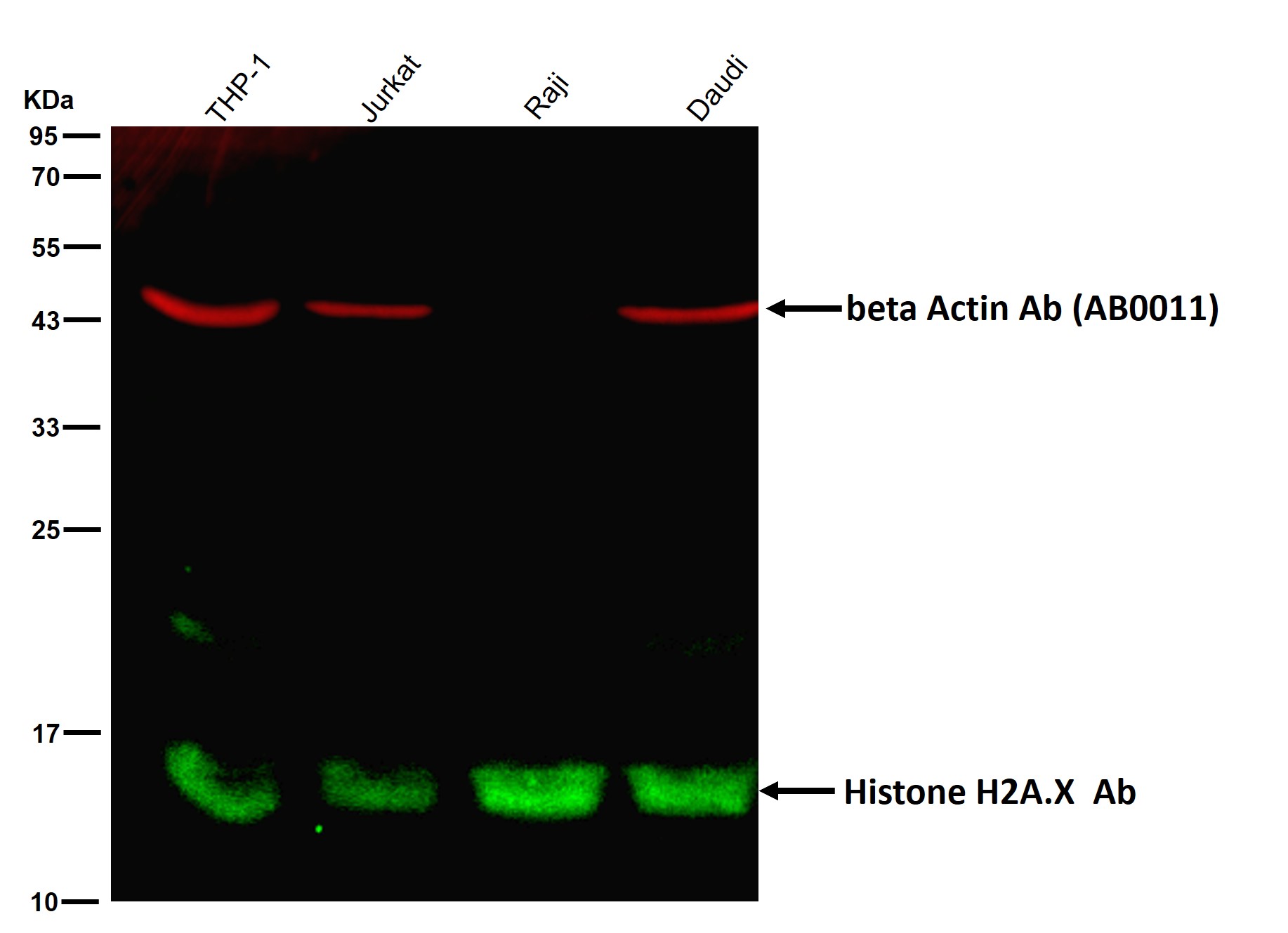 Histone H2A.X Ab