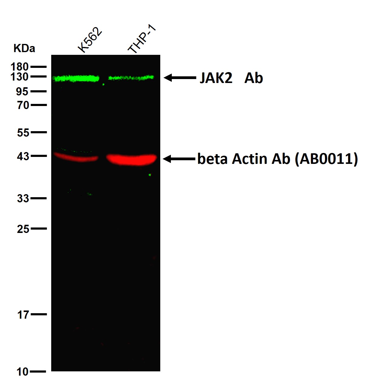 JAK2 Ab