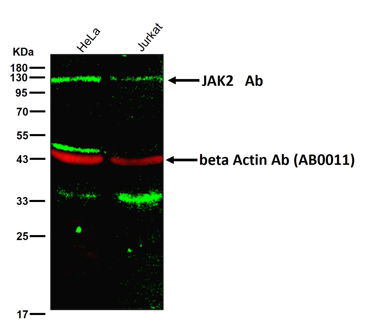 JAK2 Ab