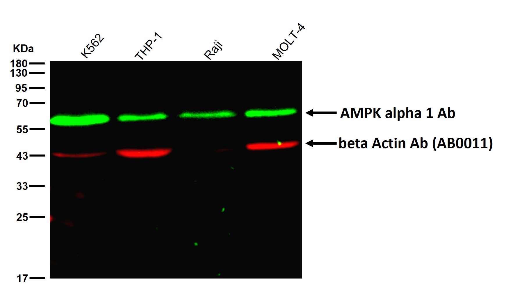 AMPK alpha 1 Ab