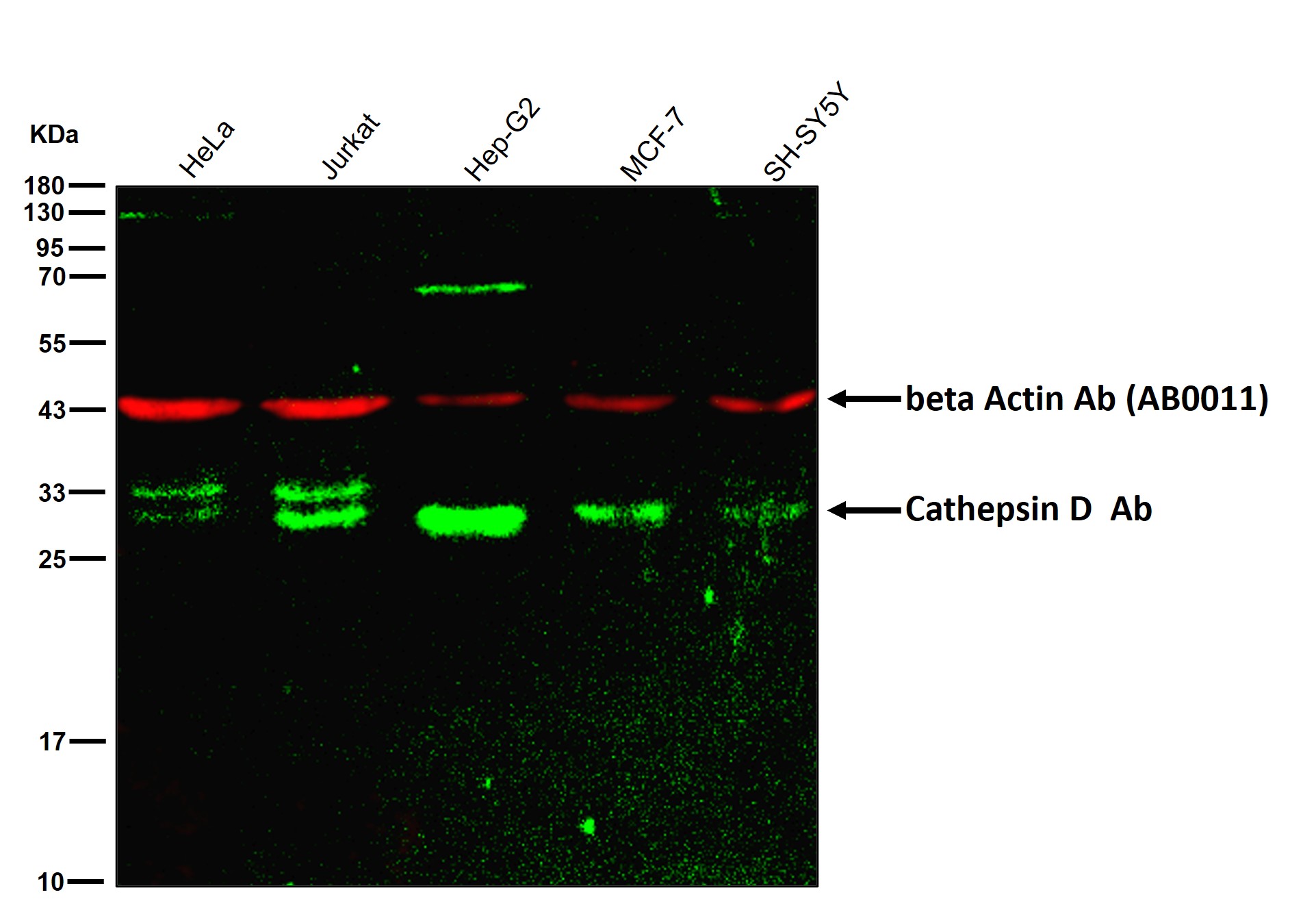 Cathepsin D Ab