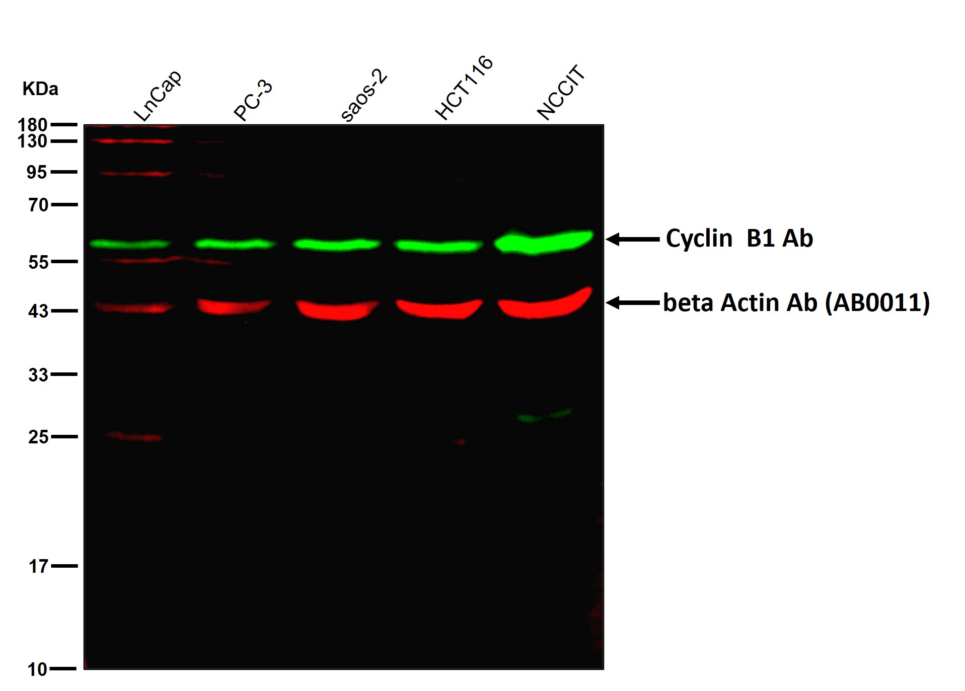 Cyclin B1 Ab