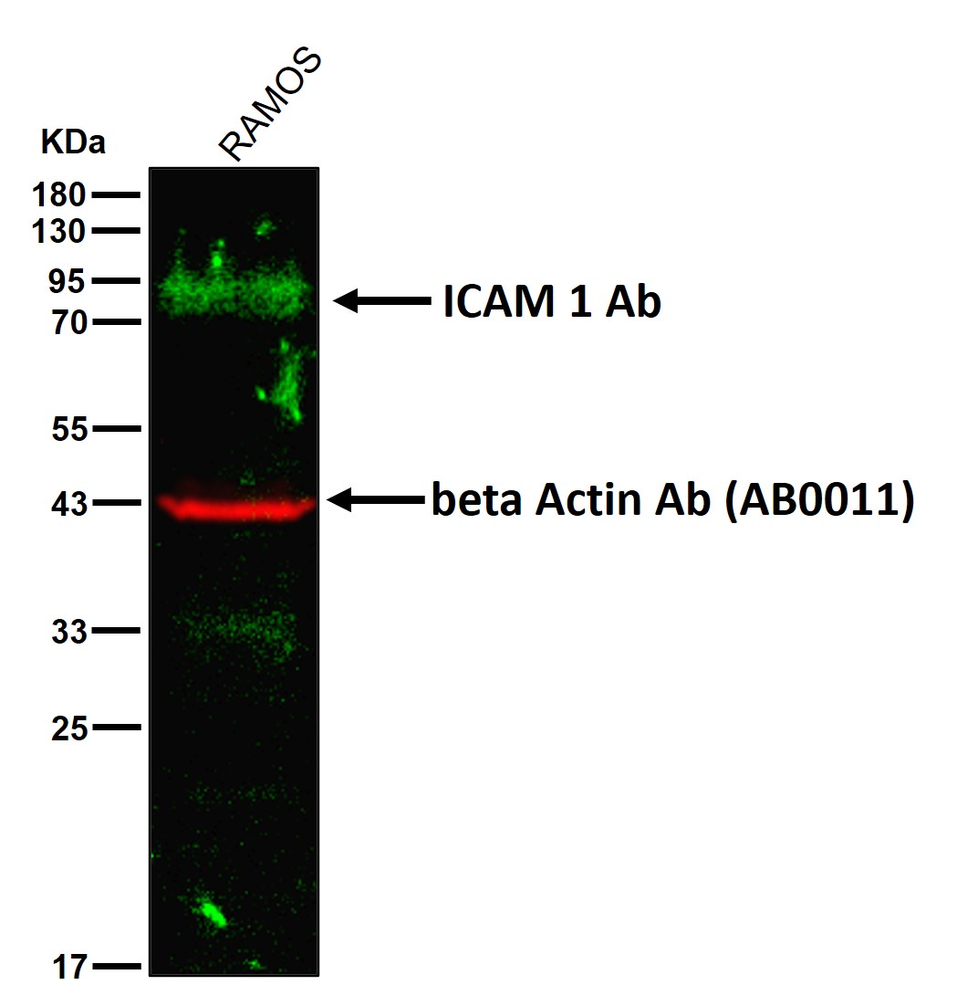 ICAM 1 Ab