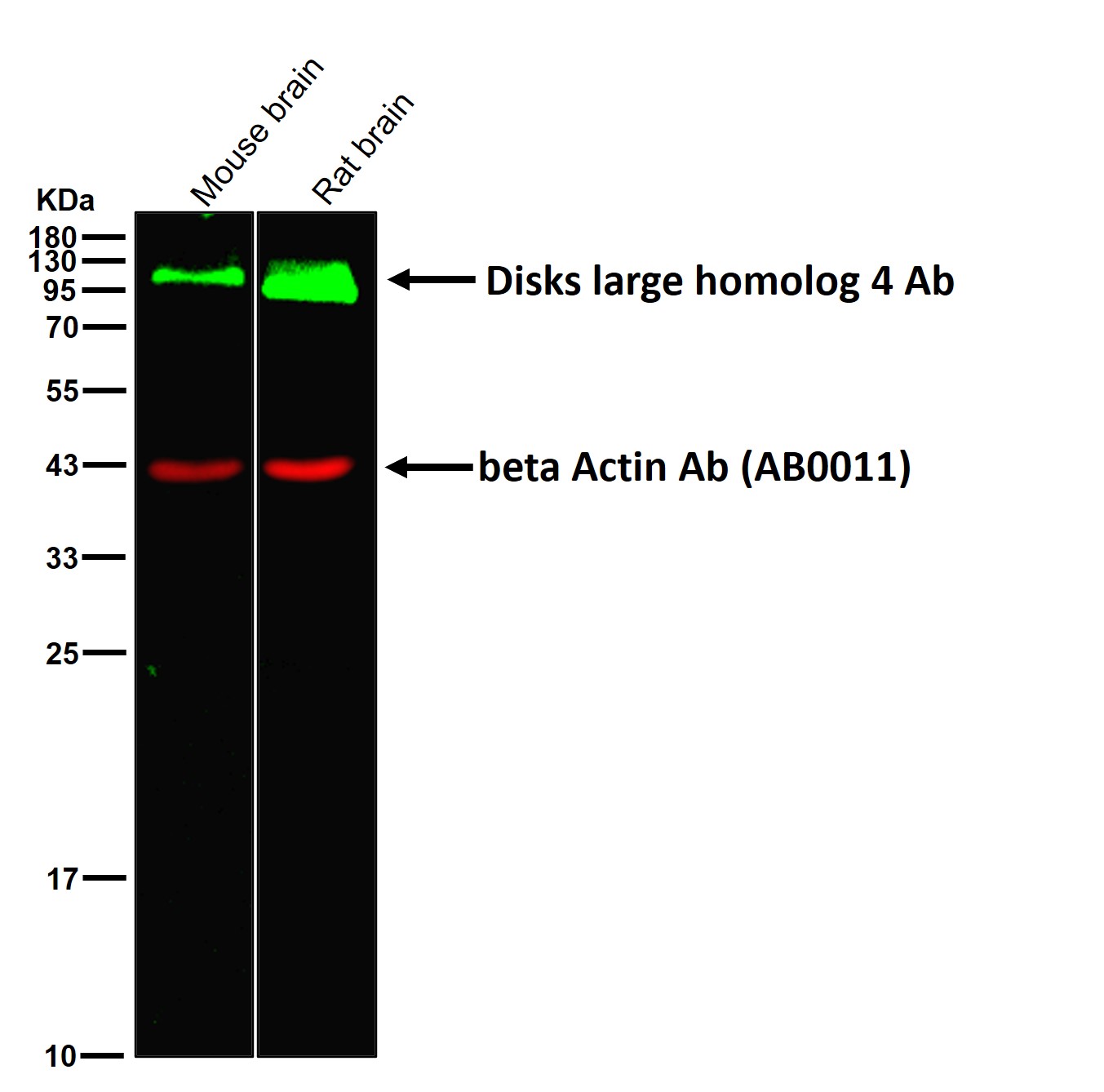 Disks large homolog 4 Ab