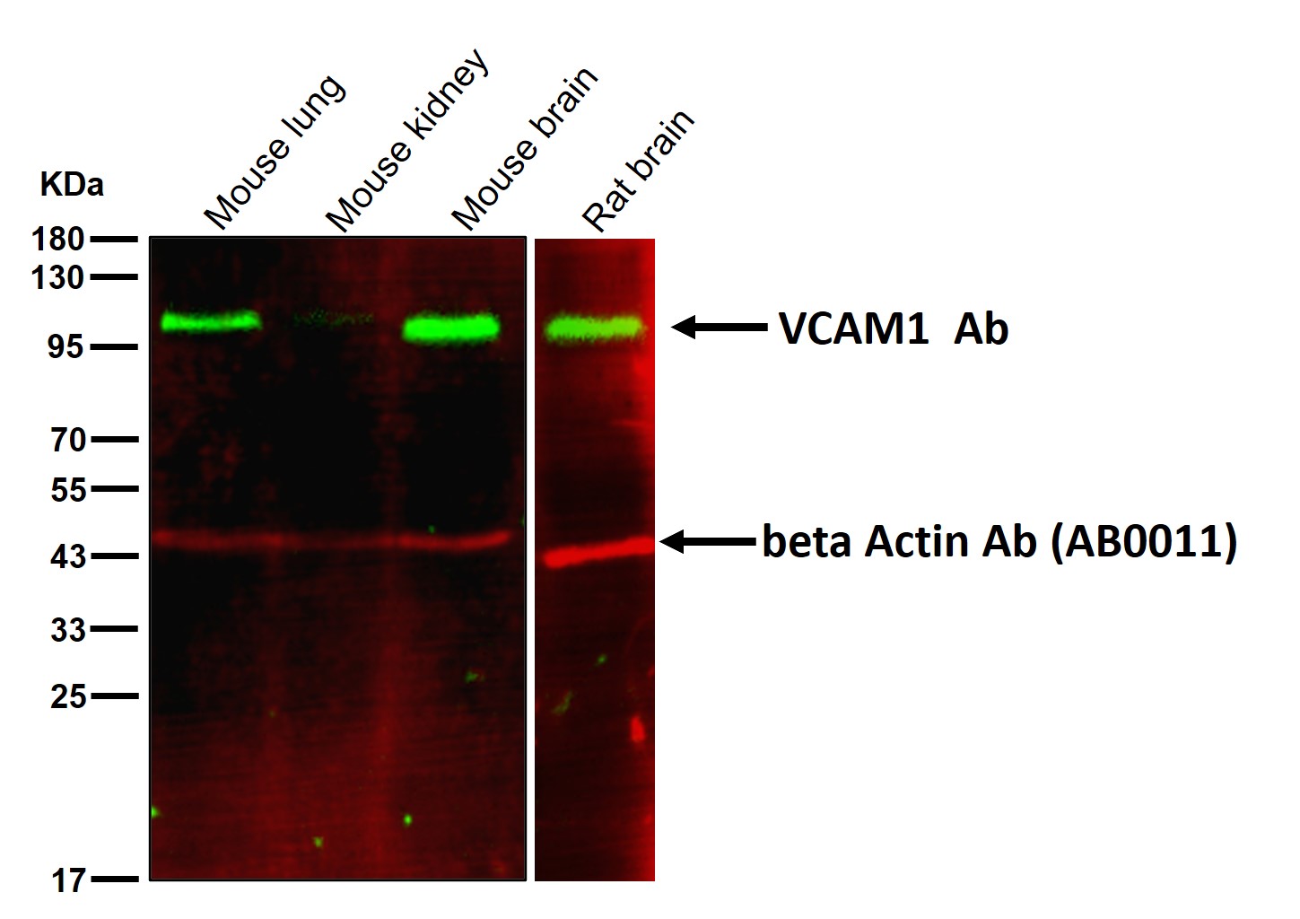 VCAM1 Ab