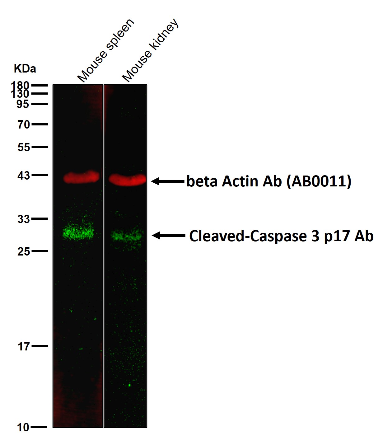 Cleaved-Caspase 3 p17 Ab