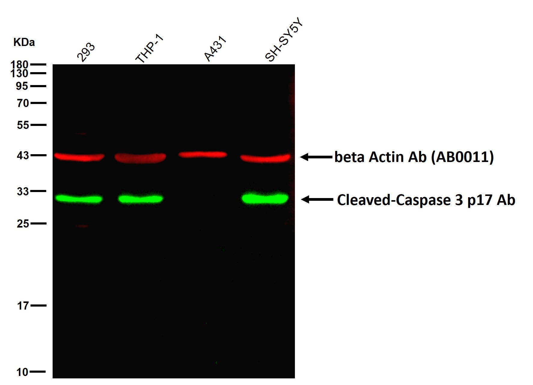 Cleaved-Caspase 3 p17 Ab