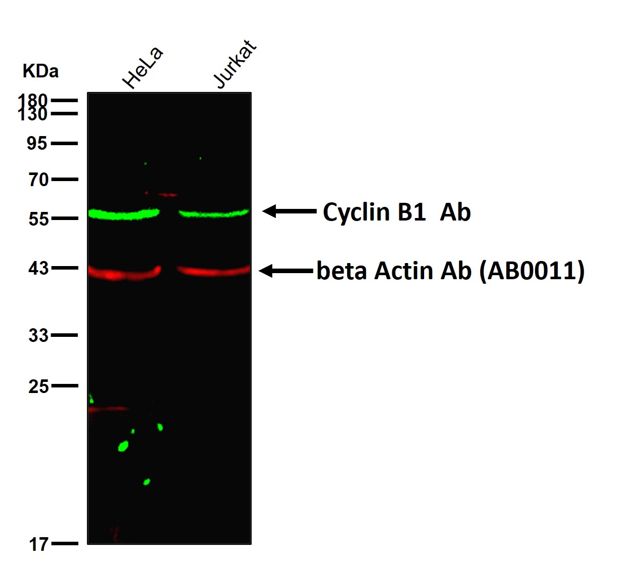 Cyclin B1 Ab