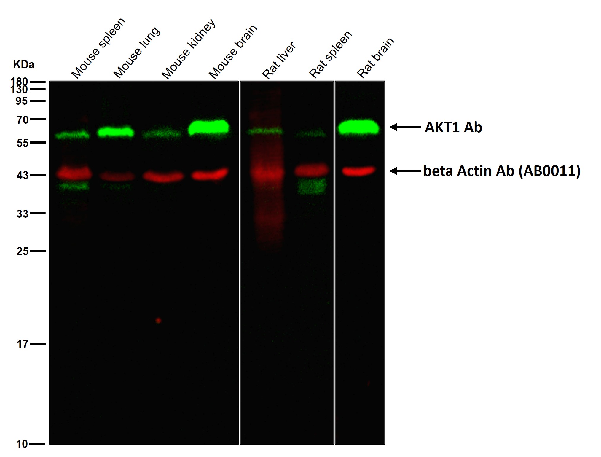 AKT1 Ab