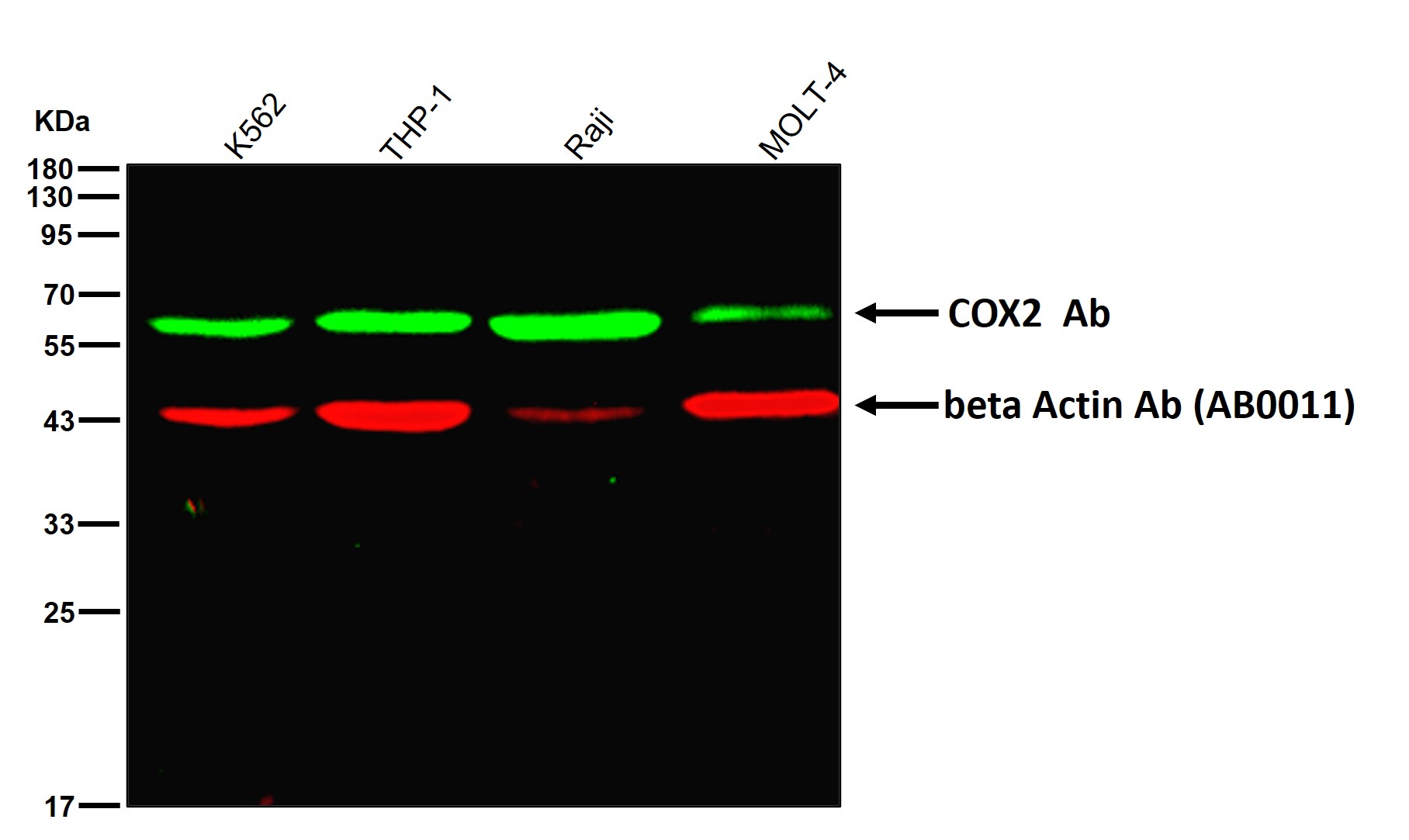 COX2 Ab