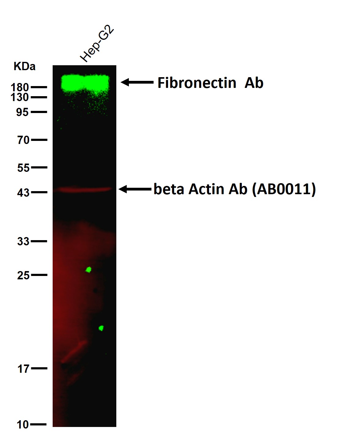 Fibronectin Ab