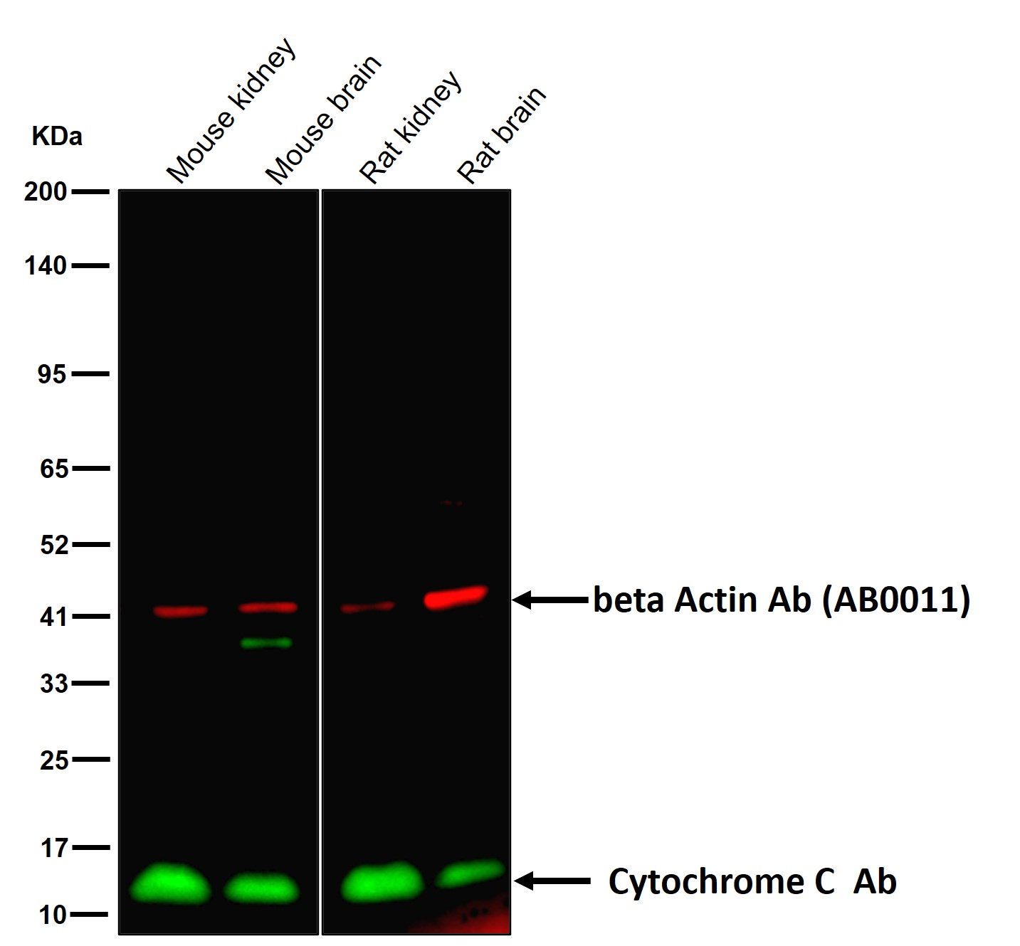 Cytochrome C Ab