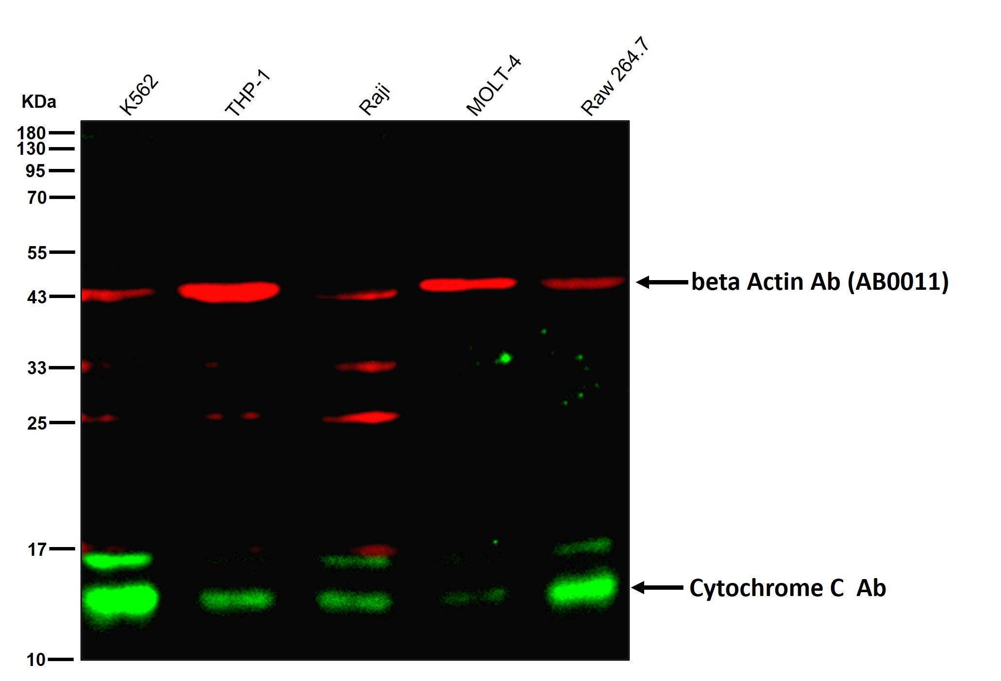 Cytochrome C Ab