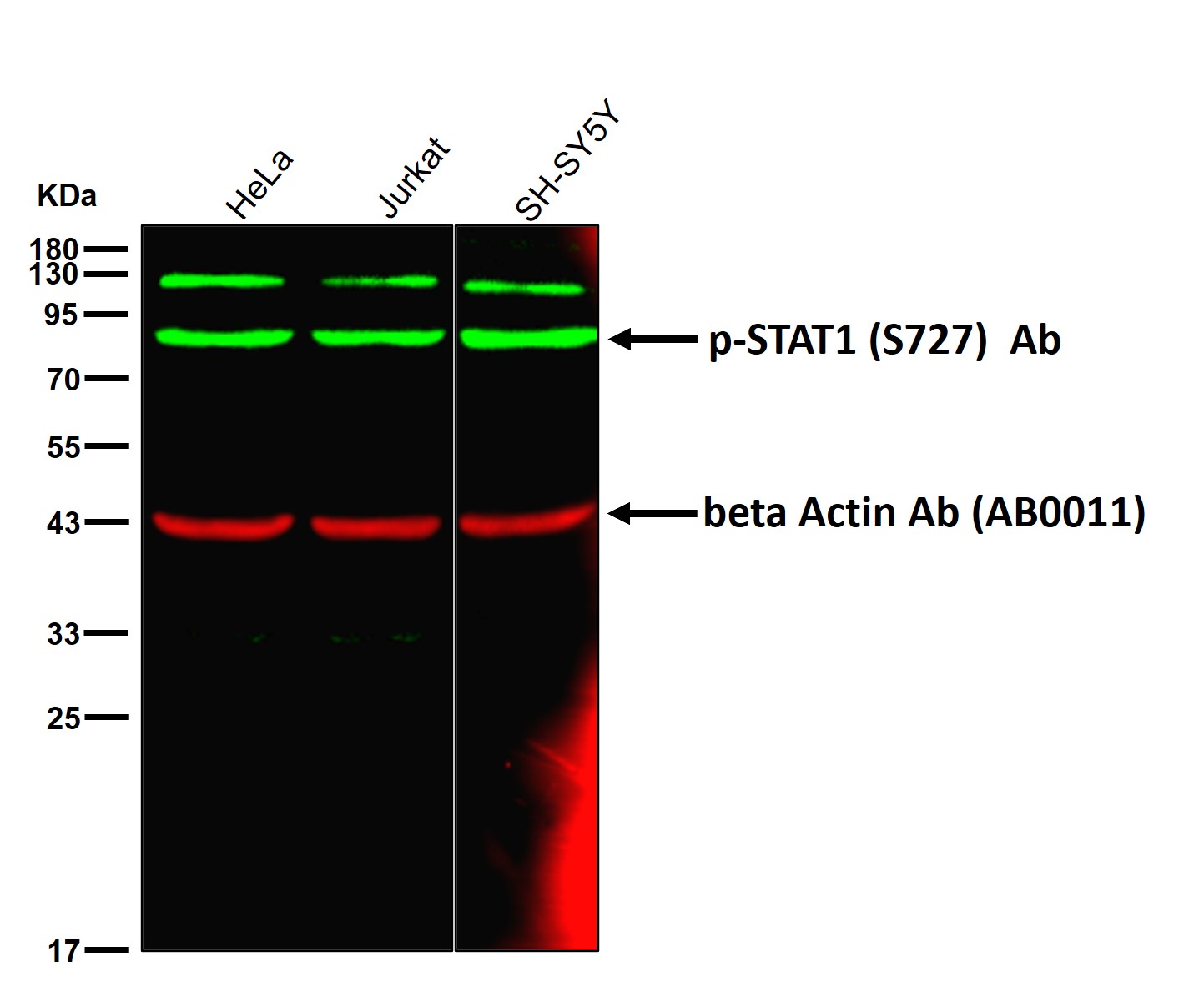 p-STAT1 (S727) Ab