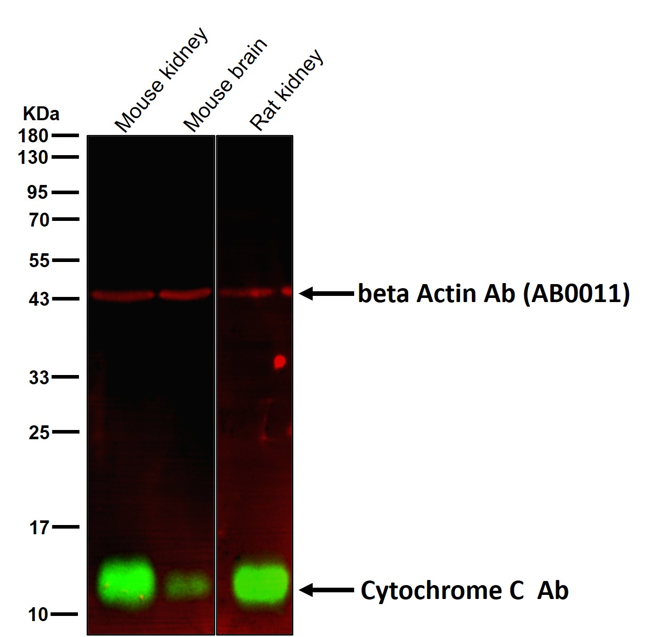 Cytochrome C Ab