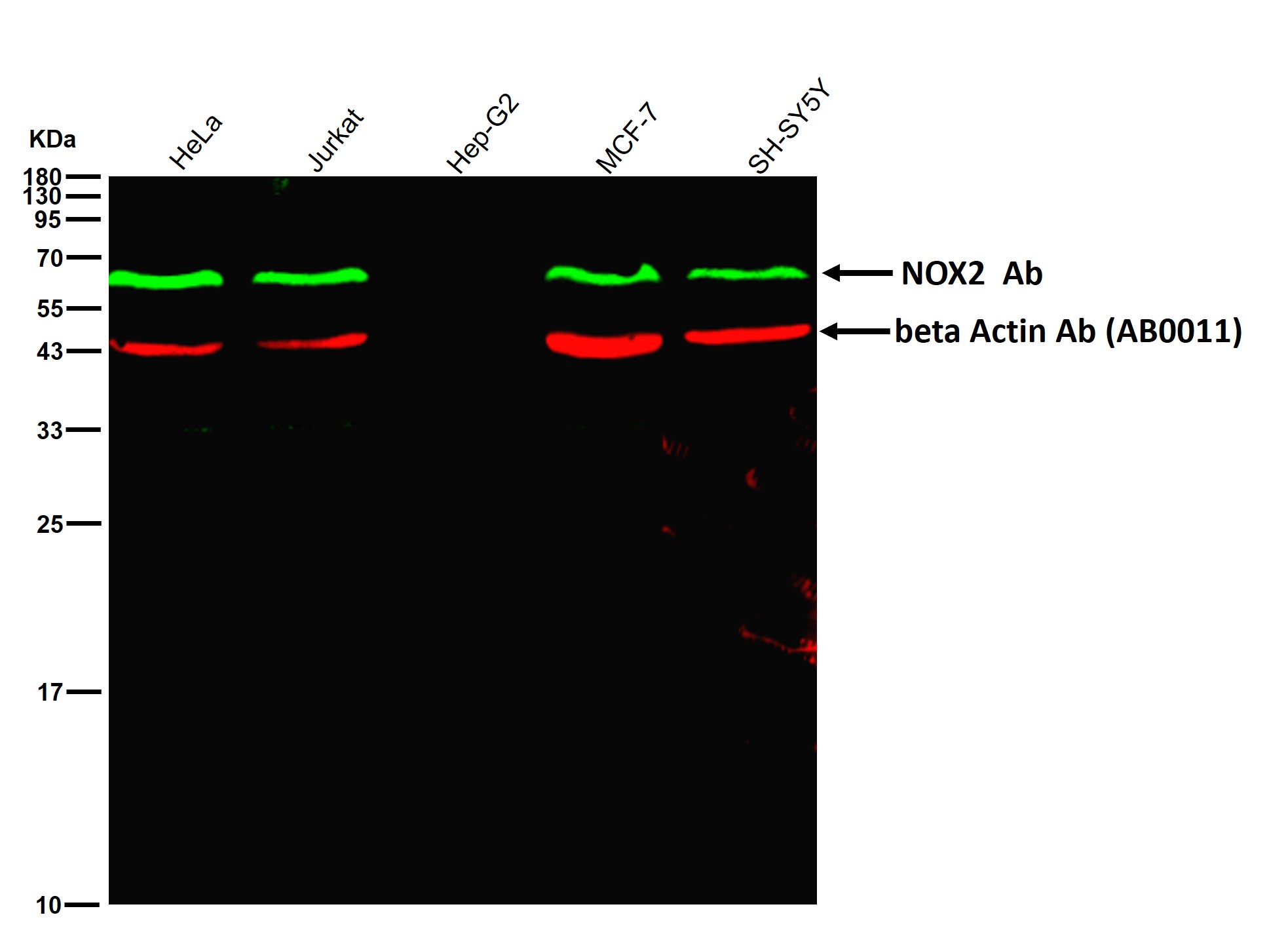 NOX2 Ab