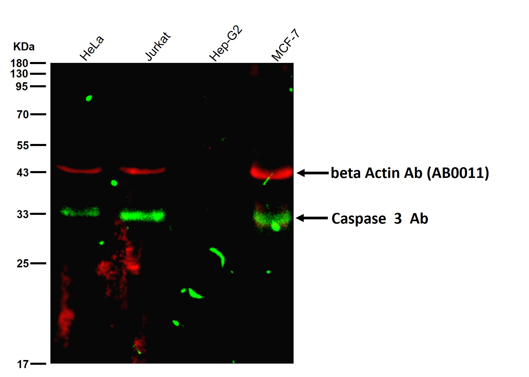 Caspase 3 Ab