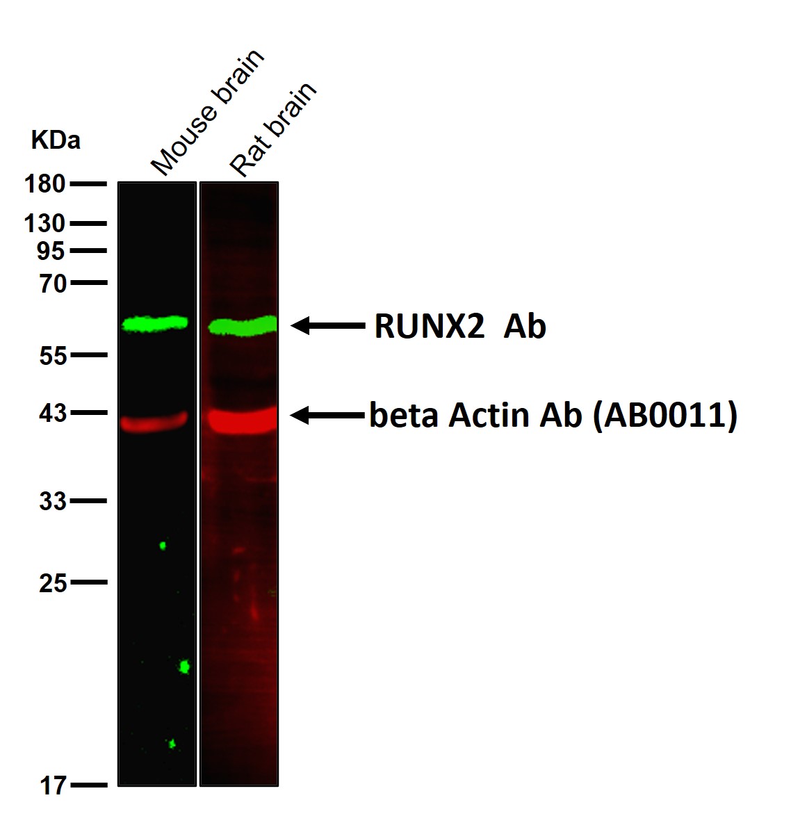 RUNX2 Ab