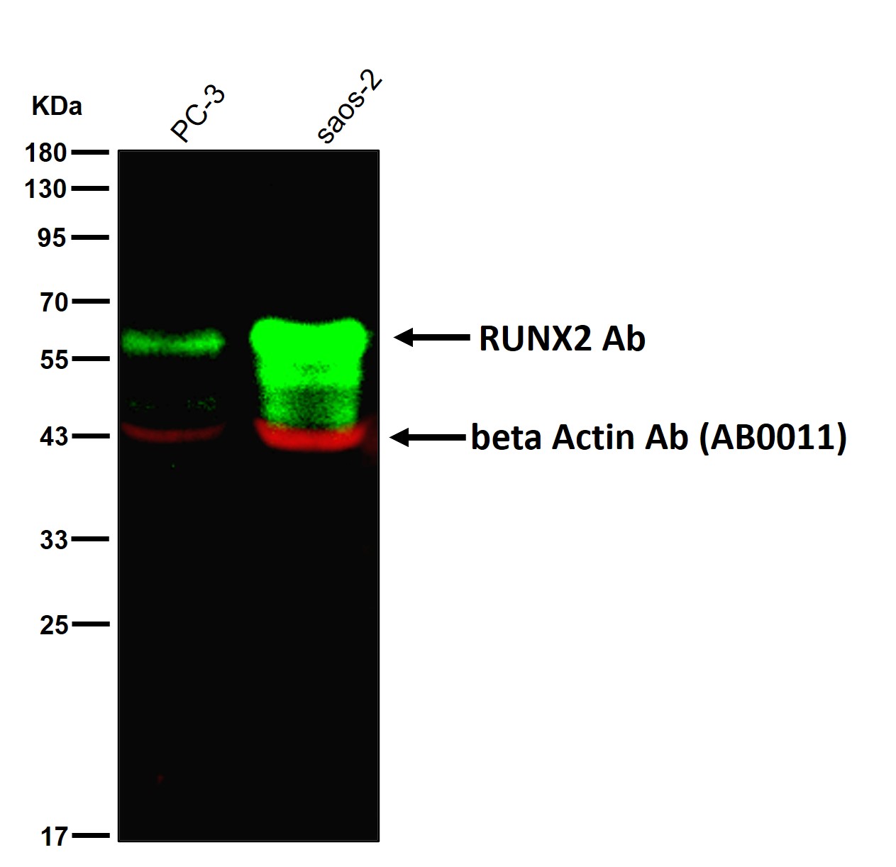 RUNX2 Ab