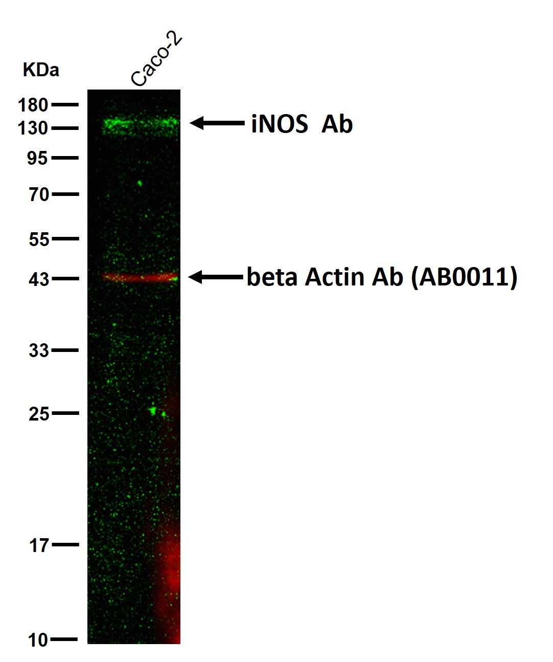 iNOS Ab