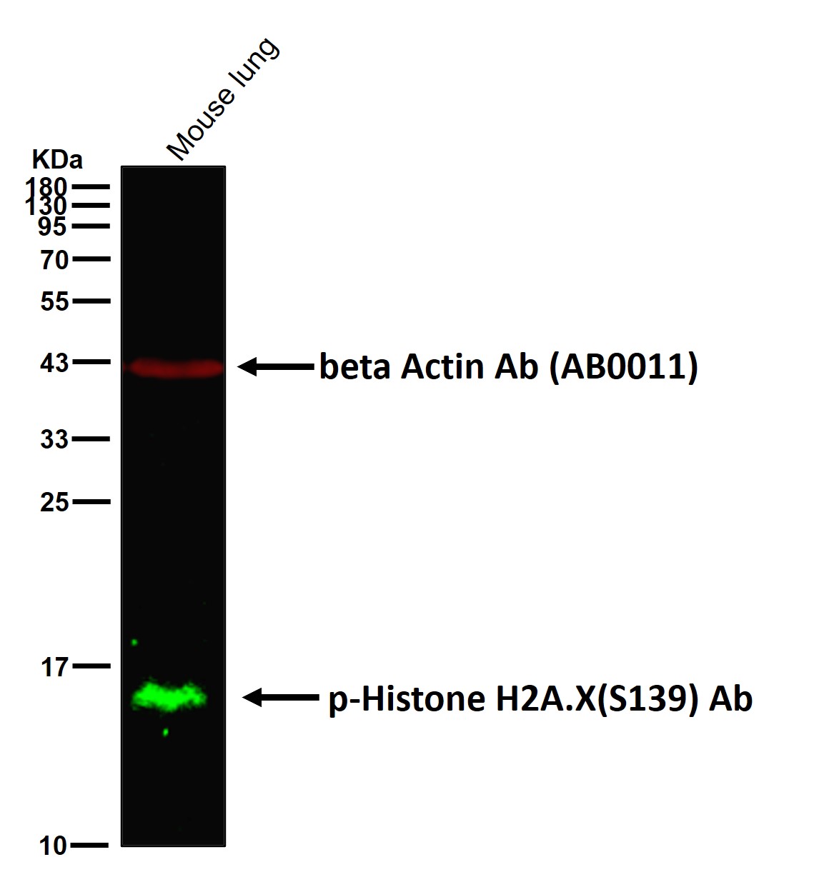 p-Histone H2A.X (S139) Ab