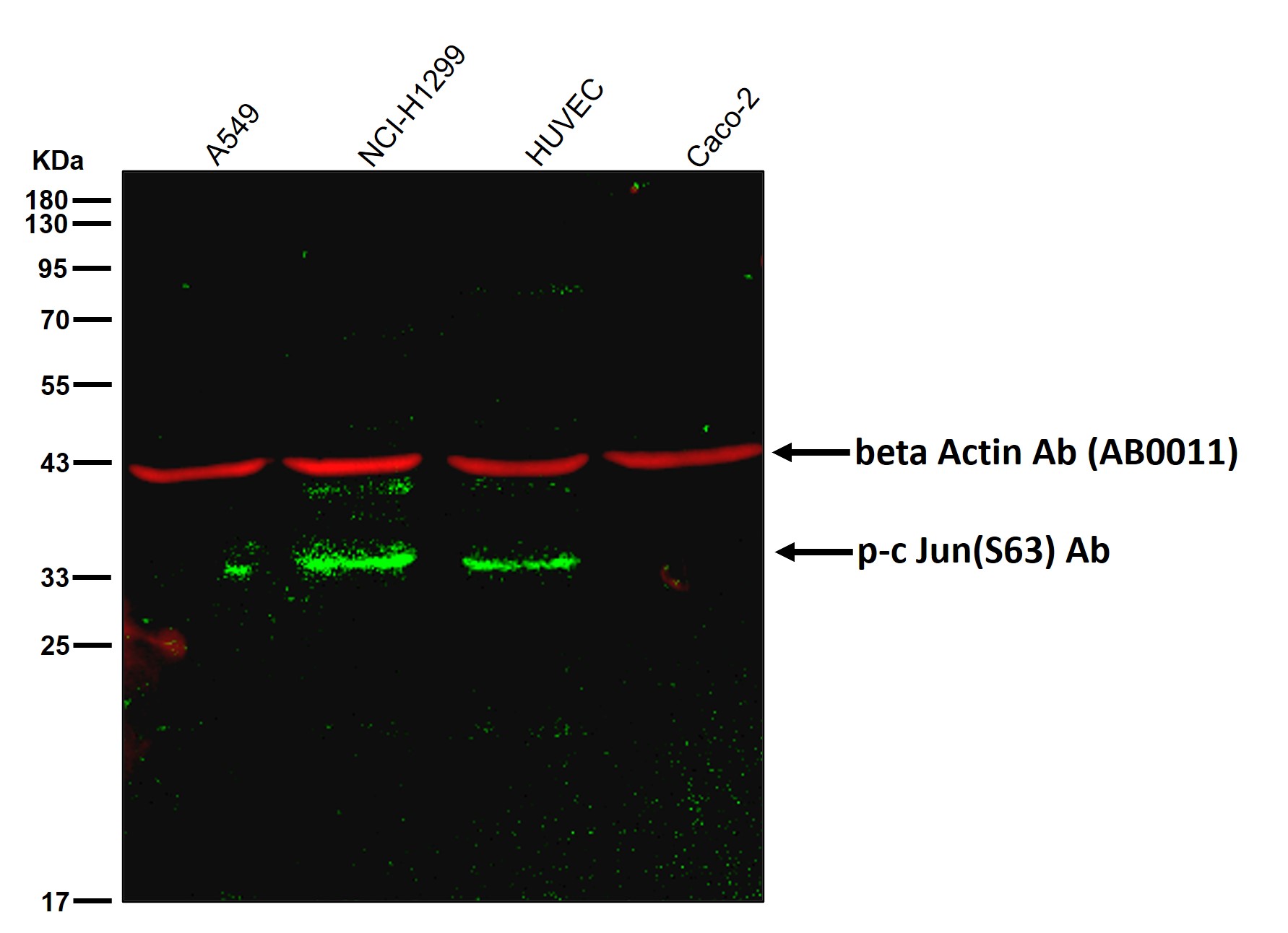 p-c Jun (S63) Ab