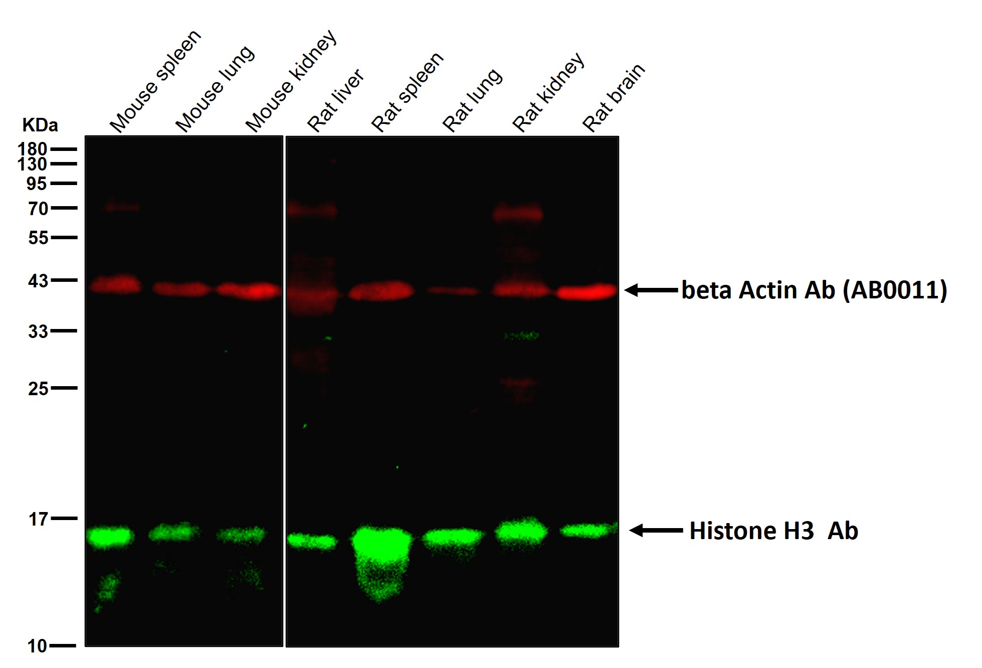 Histone H3 Ab