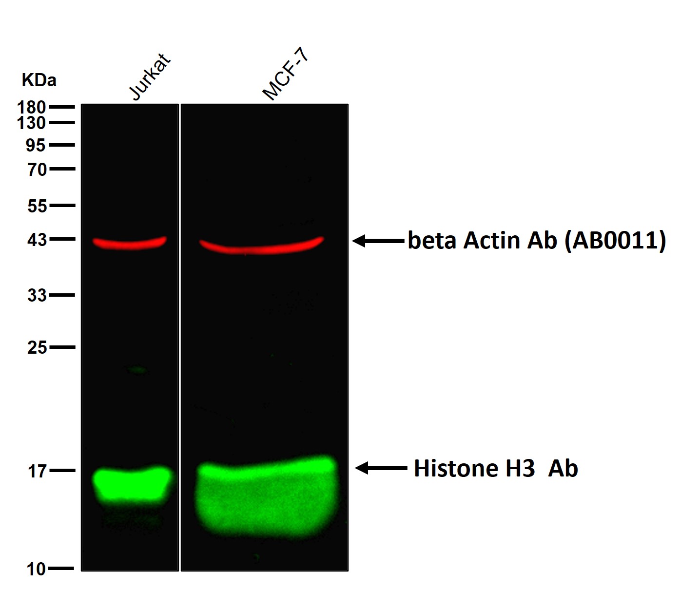 Histone H3 Ab