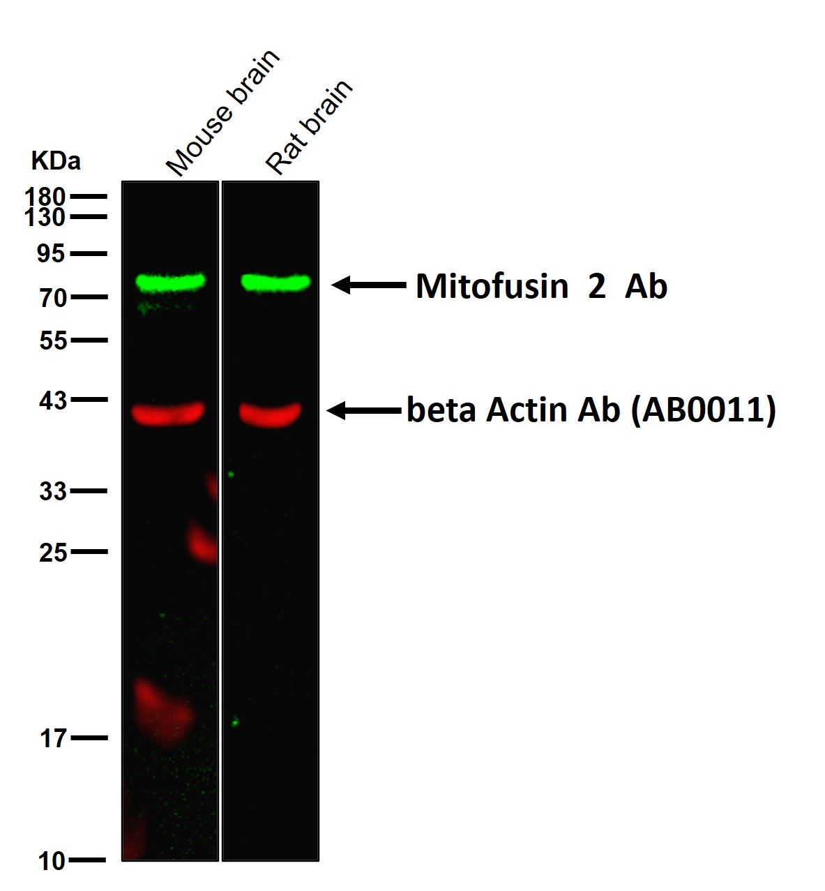 Mitofusin 2 Ab