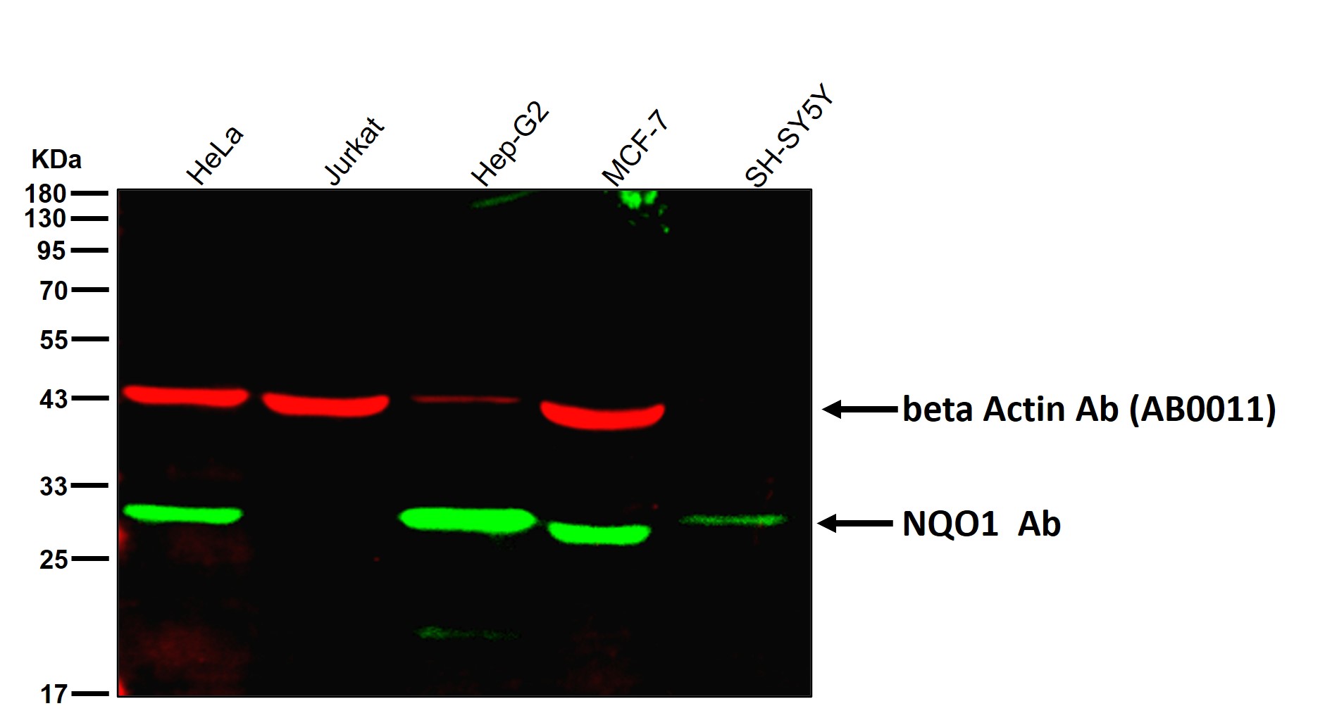 NQO1 Ab