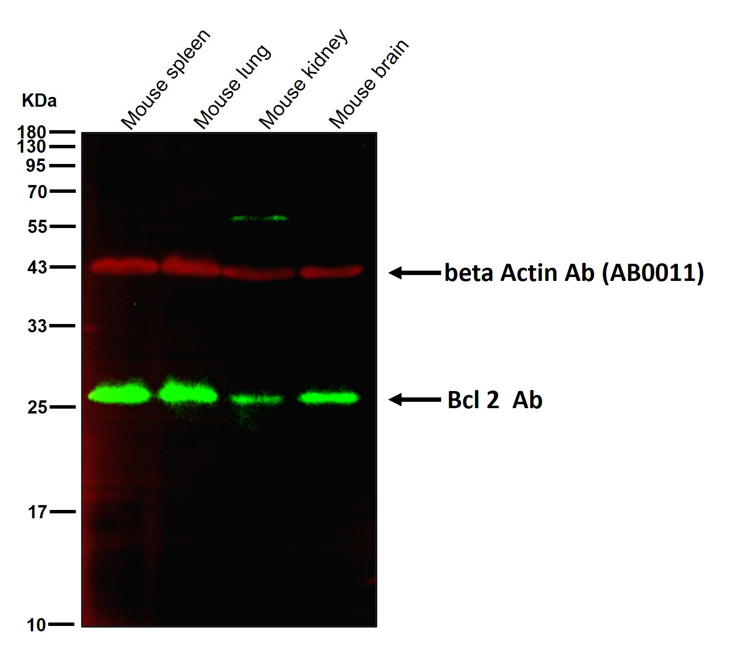 Bcl 2 Ab