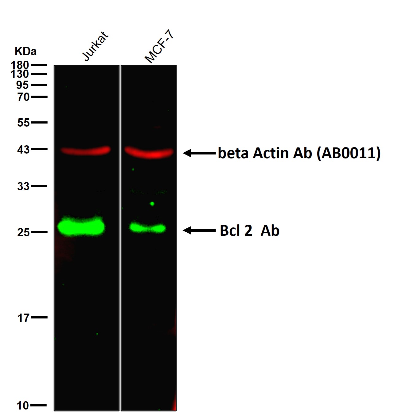 Bcl 2 Ab