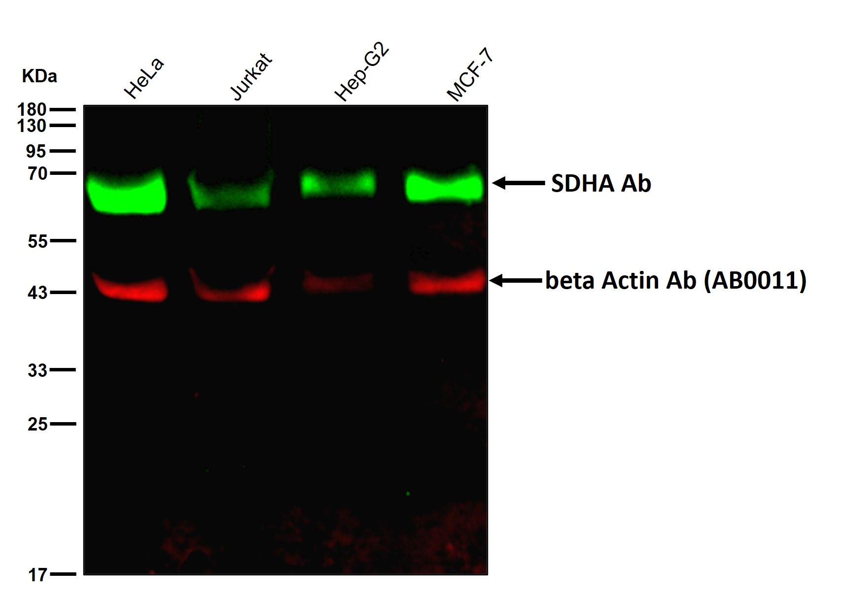 SDHA Ab