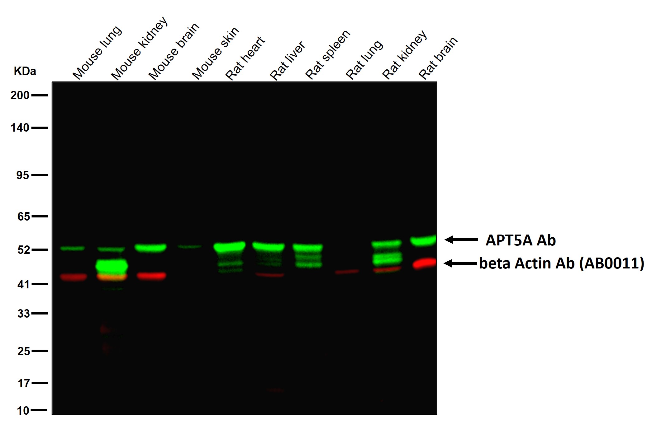 ATP5A Ab