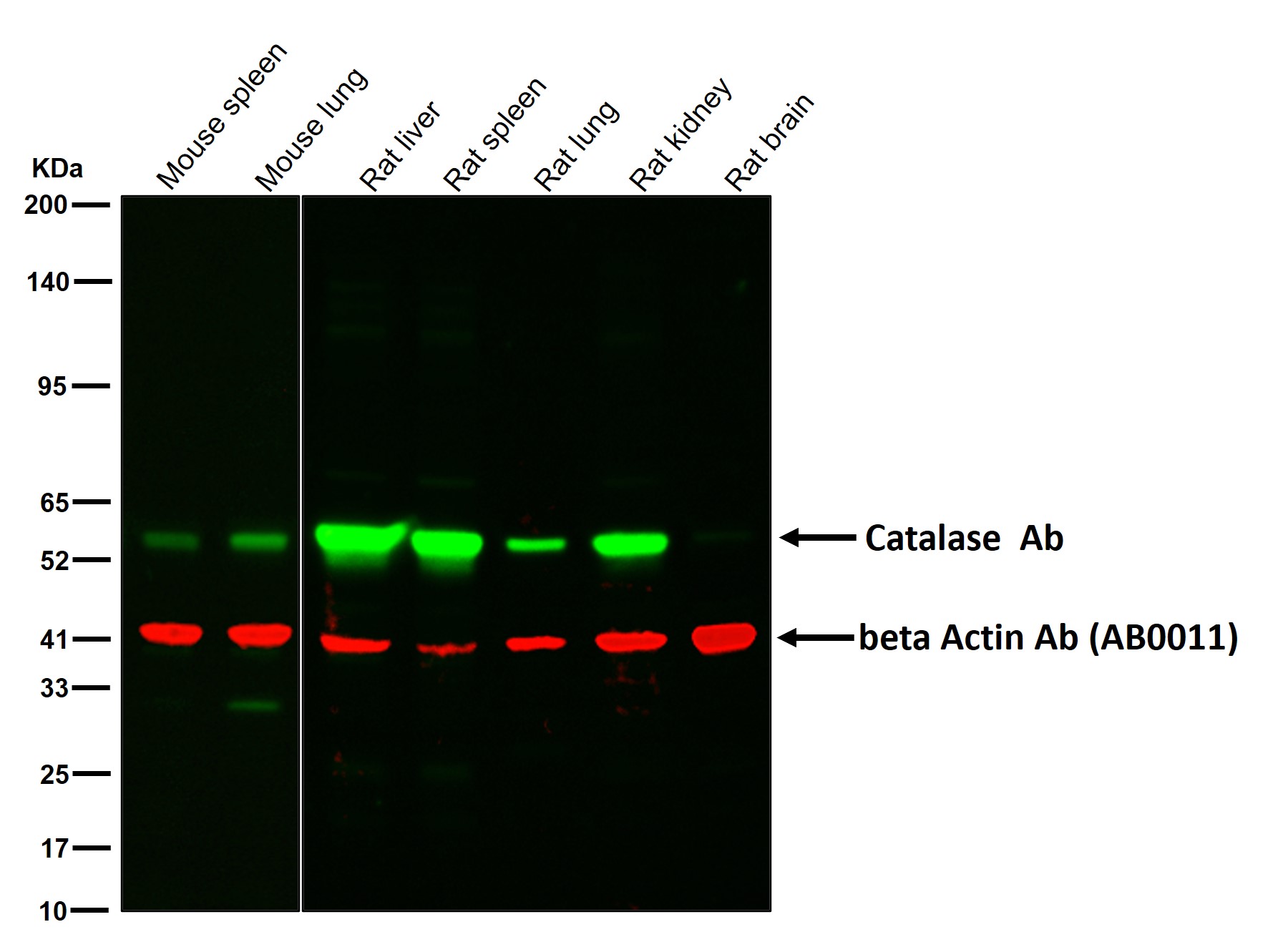 Catalase Ab