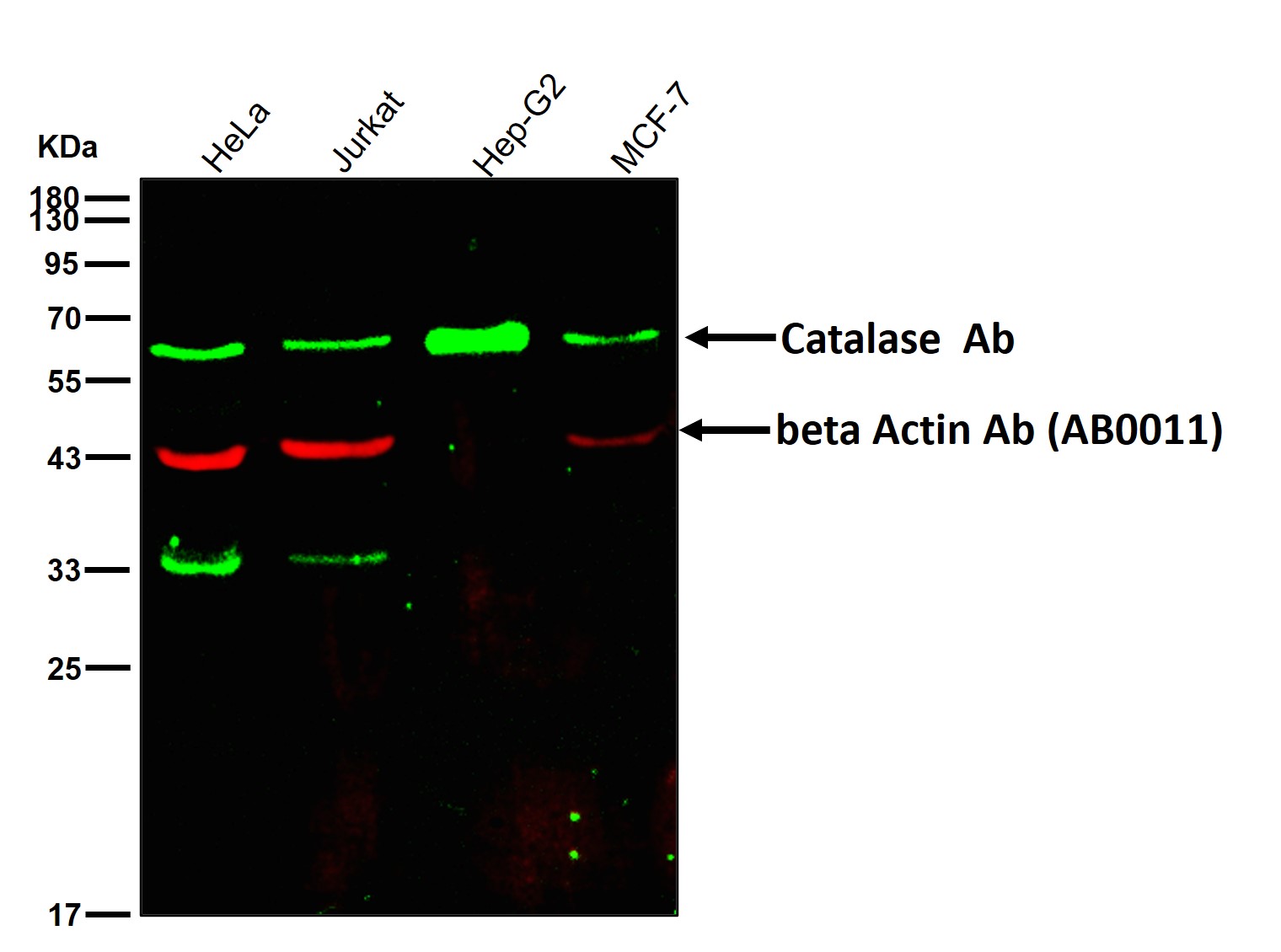 Catalase Ab